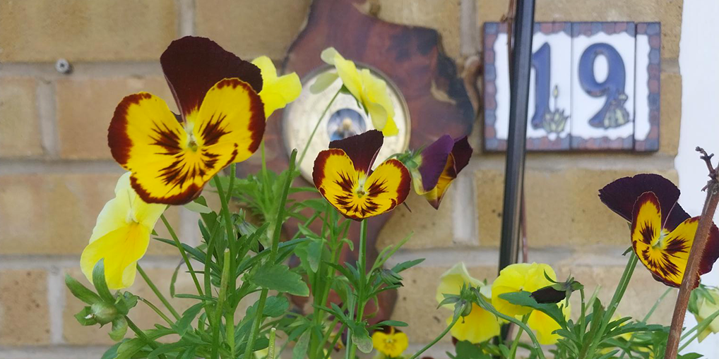 Large yellow flowers at Crusoe Mews.